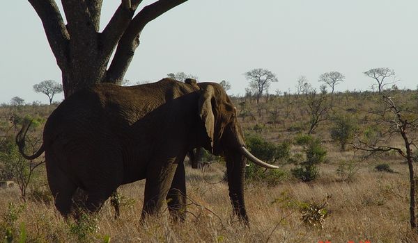 Sunset drive Nachtpirschfahrt im Kruger-Nationalpark