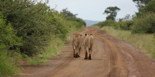 3 Nächte Safari Kruger-Nationalpark