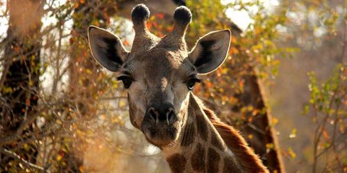 5-Tage / 4-Nächte Safari erleben