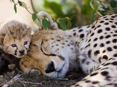 Leopardin mit Nachwuchs