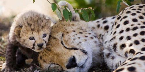 3 Tage / 2 Nächte Safari im Kruger Nationalpark